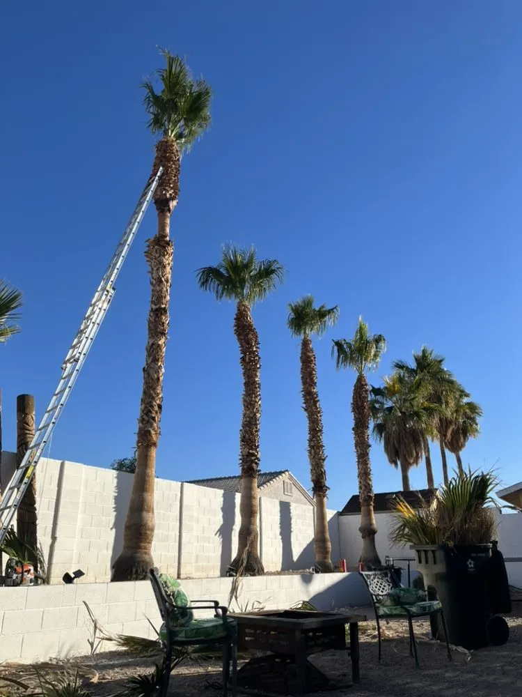 Professional lawn mowing service for homes across Bullhead City, AZ - C.N.S Landscaping