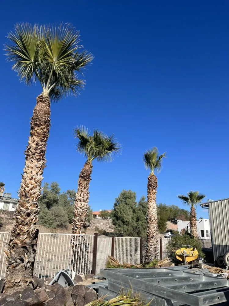 Expert yard maintenance in Bullhead City, AZ - C.N.S Landscaping