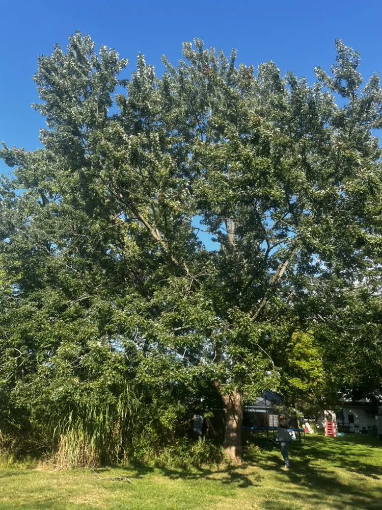 Reliable outdoor landscaping for year-round maintenance in Lyndhurst, OH by CNS Outdoor Services