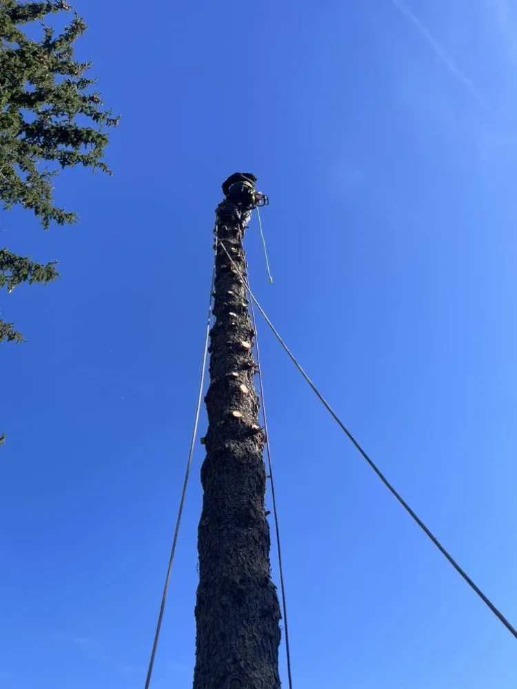 Local landscape design for year-round maintenance in Lyndhurst, OH by CNS Outdoor Services