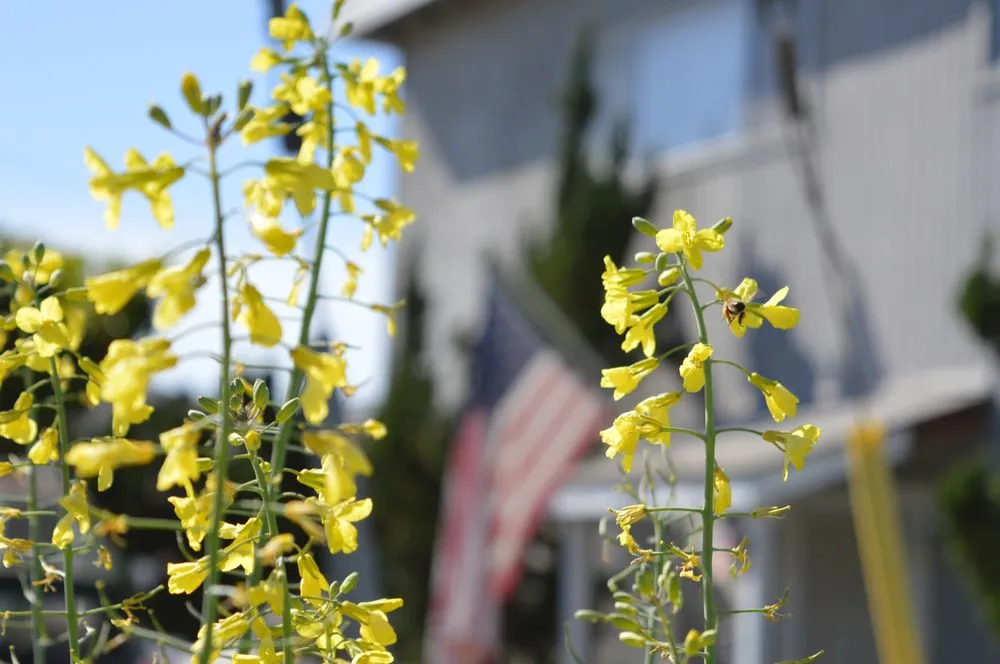 Expert landscape installation for homes across San Diego, CA - Co-Harvest Foundation