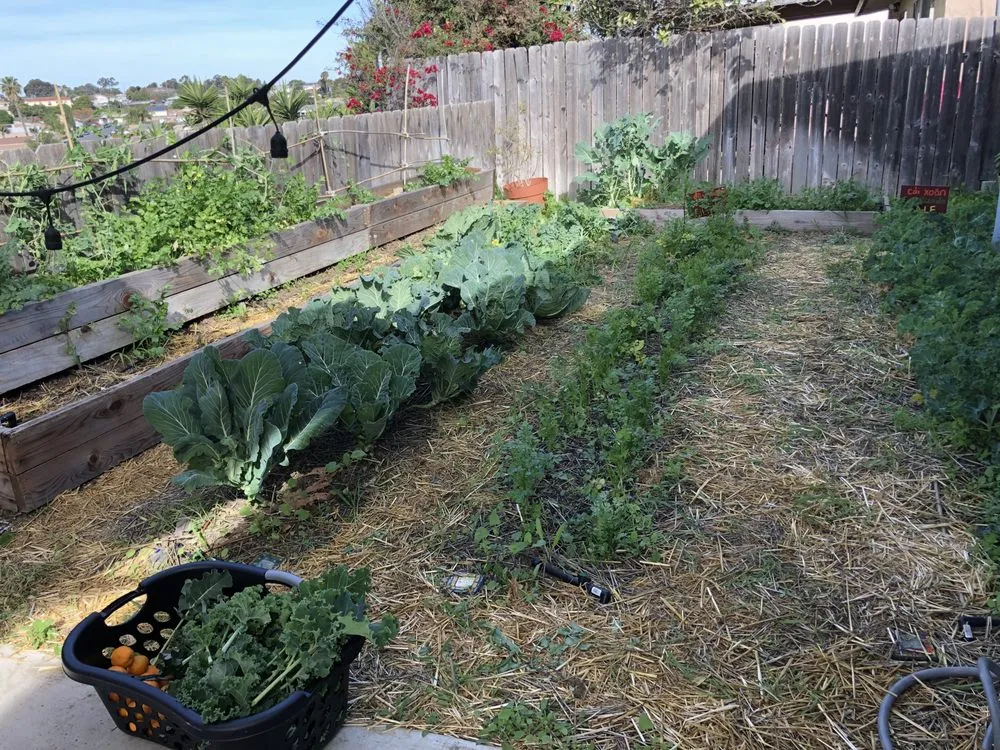 Top-rated yard maintenance in San Diego, CA by Co-Harvest Foundation