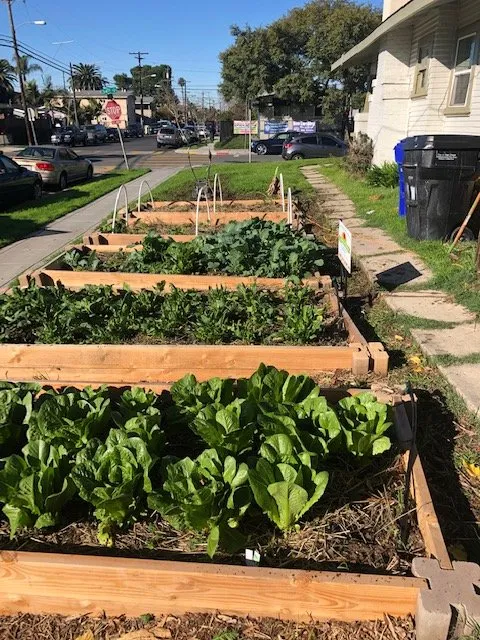 Professional landscape design for beautiful yards across San Diego, CA - Co-Harvest Foundation