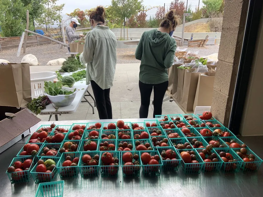 Professional yard cleanup service for beautiful yards in San Diego, CA by Co-Harvest Foundation