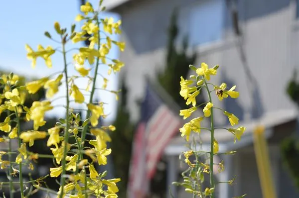 Co-Harvest Foundation Logo