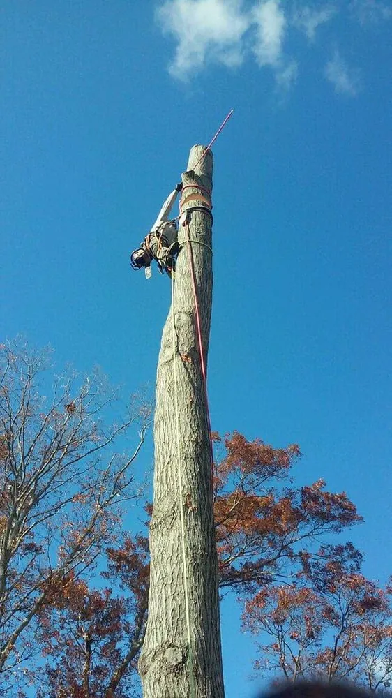 Professional landscape installation with custom design across Agoura Hills, CA - Coast and Canyon Tree Service