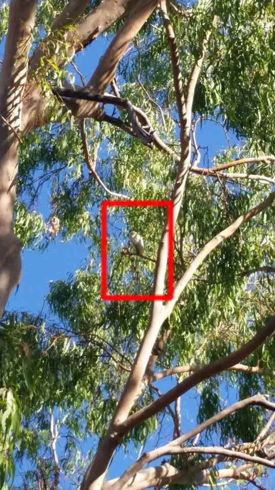 Affordable lawn mowing service experts serving Agoura Hills, CA - Coast and Canyon Tree Service