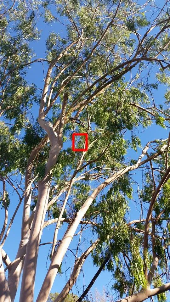 Local landscaping services for outdoor upgrades across Agoura Hills, CA - Coast and Canyon Tree Service