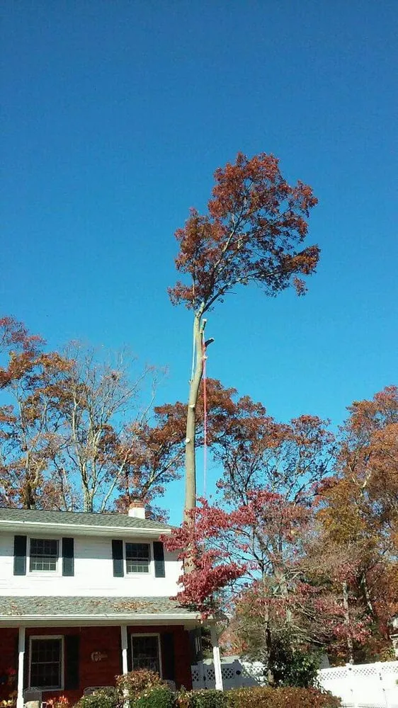 Professional landscape design for residential properties across Agoura Hills, CA - Coast and Canyon Tree Service