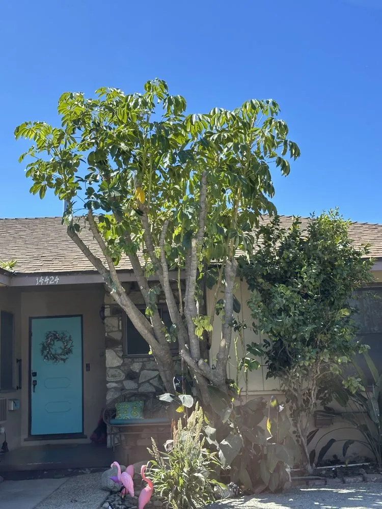 Reliable lawn mowing service for beautiful yards in Kagel Canyon, CA by Coast Landworx