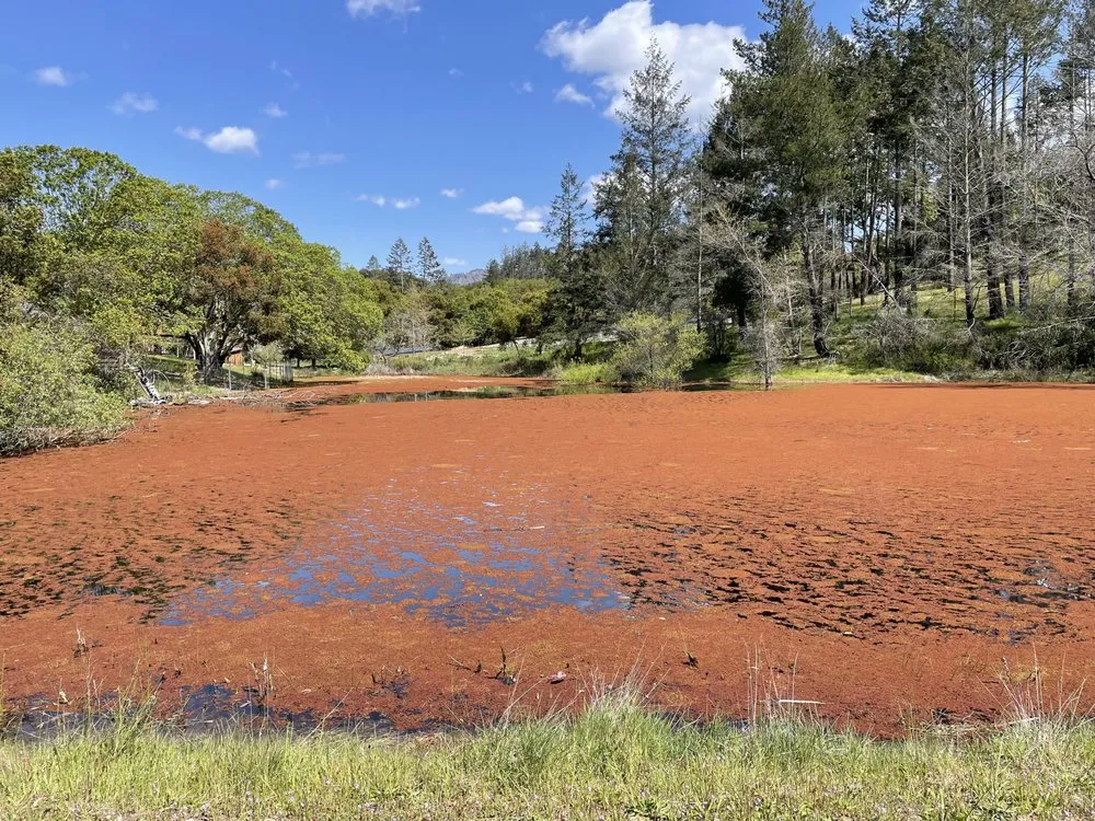 Top-rated lawn mowing service for year-round maintenance in Watsonville, CA by Coastal Aquatics