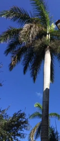 Custom landscaping services experts serving Jupiter, FL - Coastal Best Landscaping