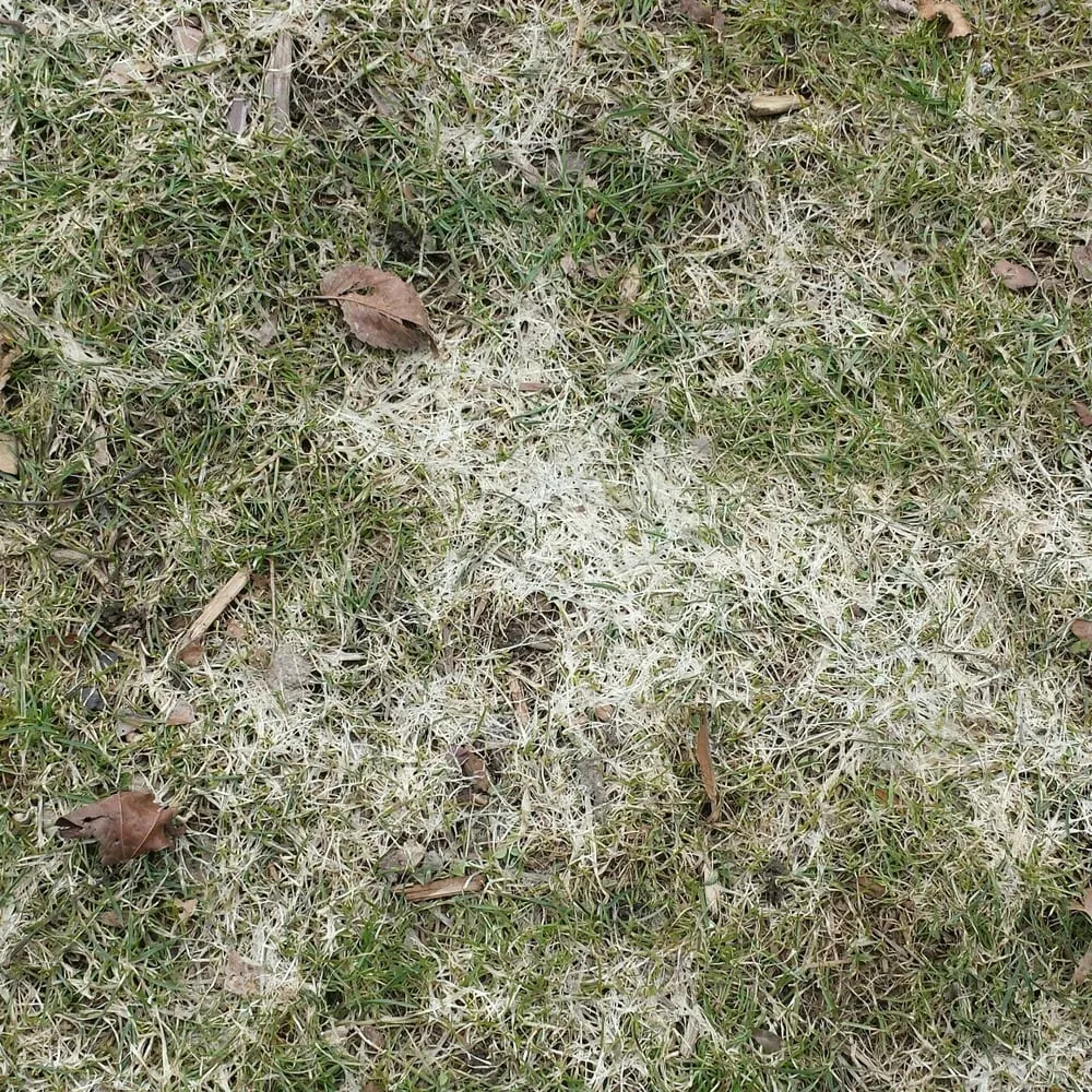 Trusted lawn mowing service experts serving Pawtucket, RI - Coastal Care