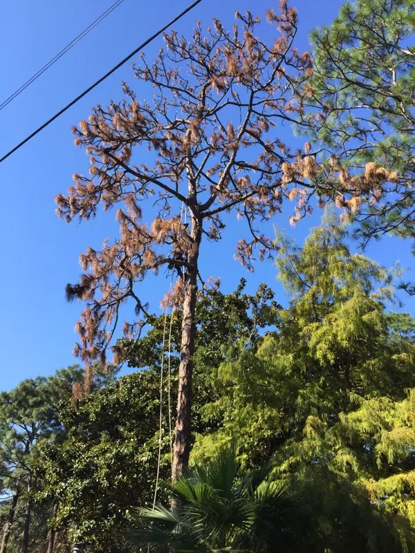 Trusted yard cleanup service for outdoor upgrades in Loxley, AL by Coastal Connections