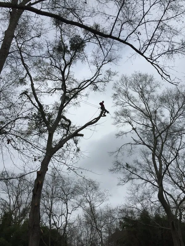 Trusted yard cleanup service near you across Loxley, AL - Coastal Connections