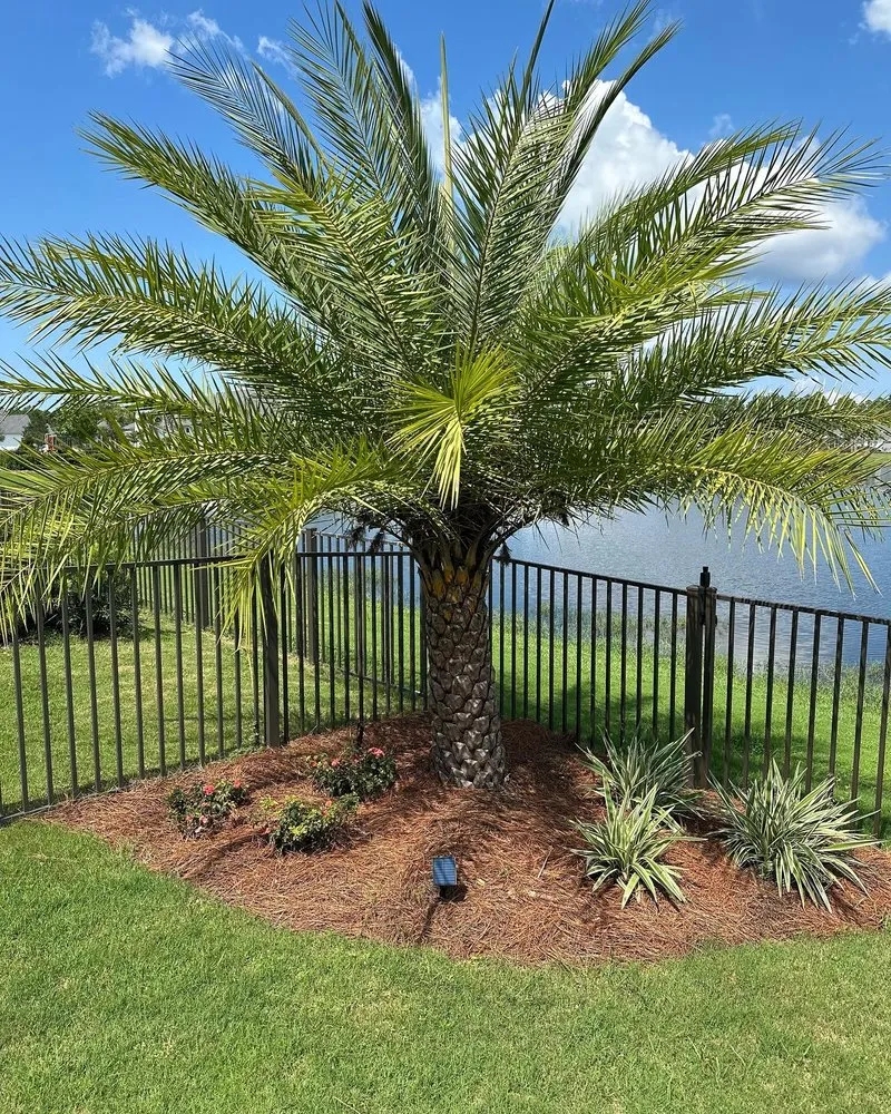 Professional yard cleanup service for year-round maintenance across Panama City, FL - Coastal Creations Landscaping And Palm Services