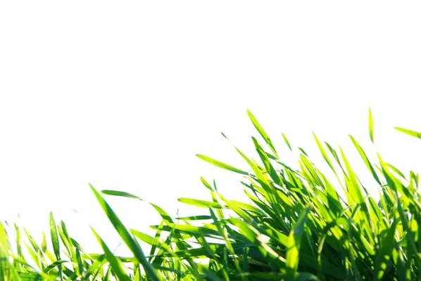Coastal Cuts Lawn and Landscape Services Logo