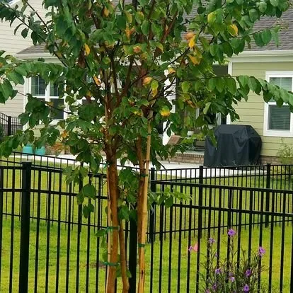 Reliable residential landscaping in Sneads Ferry, NC - Coastal Elite Services