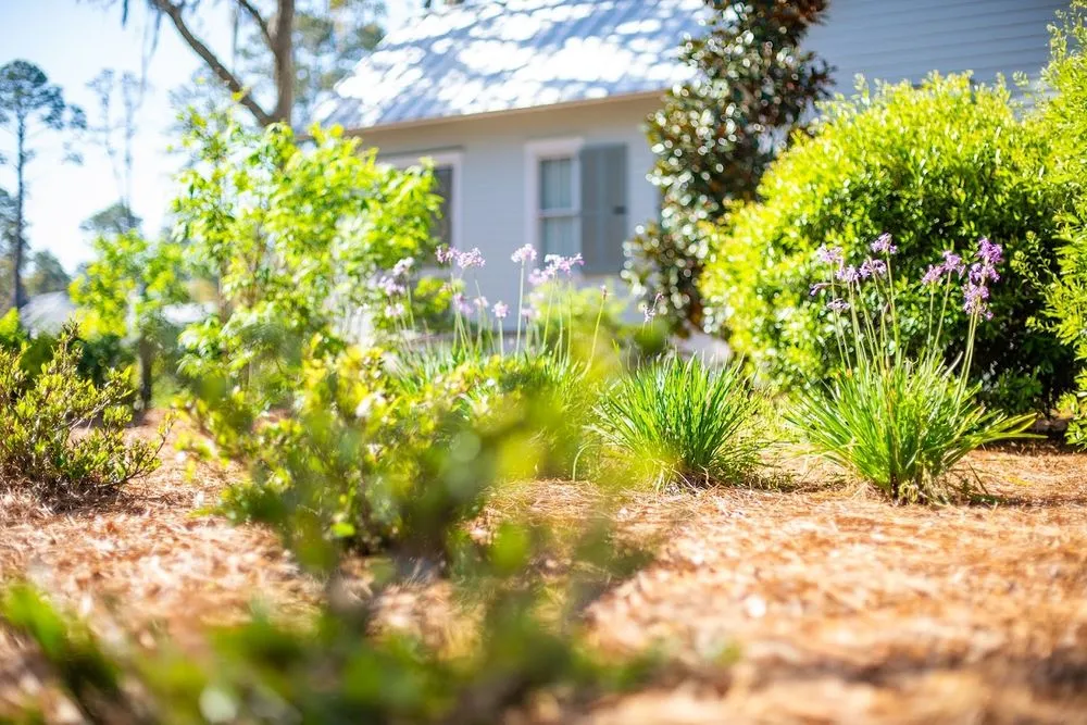 Reliable yard maintenance in Bluffton, SC - Coastal Gardenia