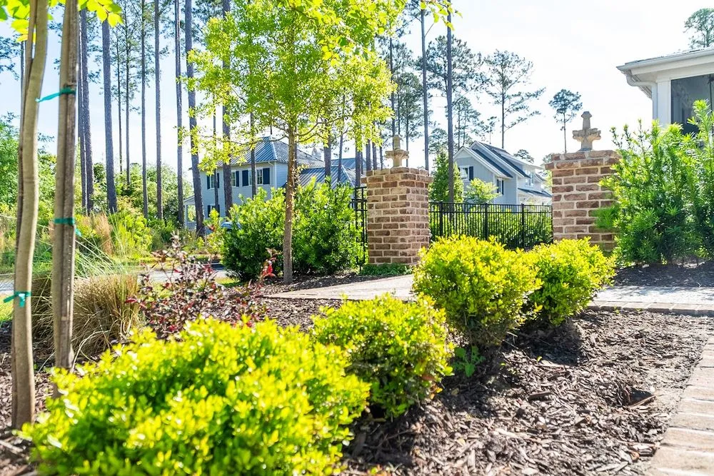 Professional outdoor landscaping for year-round maintenance across Bluffton, SC - Coastal Gardenia