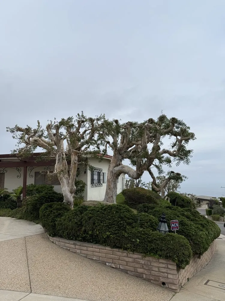 Custom outdoor landscaping for year-round maintenance across Inglewood, CA - Coastal Grove Landscaping