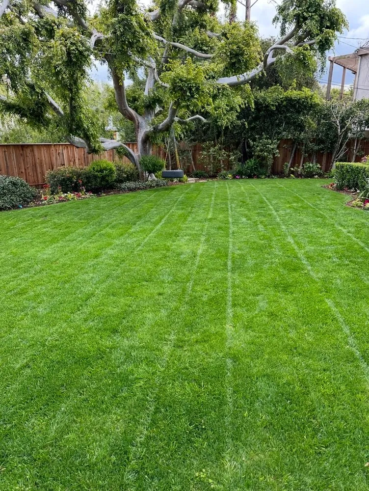 Custom yard maintenance for year-round maintenance in Inglewood, CA by Coastal Grove Landscaping
