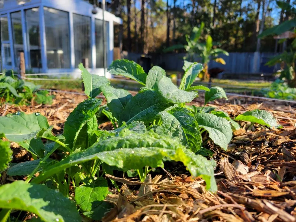 Custom lawn mowing service in Gulf Breeze, FL by Coastal Homesteads