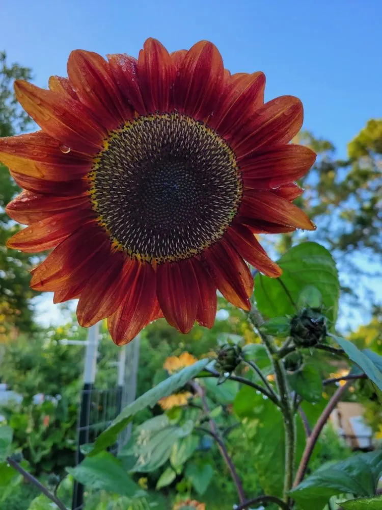 Reliable residential landscaping for beautiful yards in Gulf Breeze, FL by Coastal Homesteads