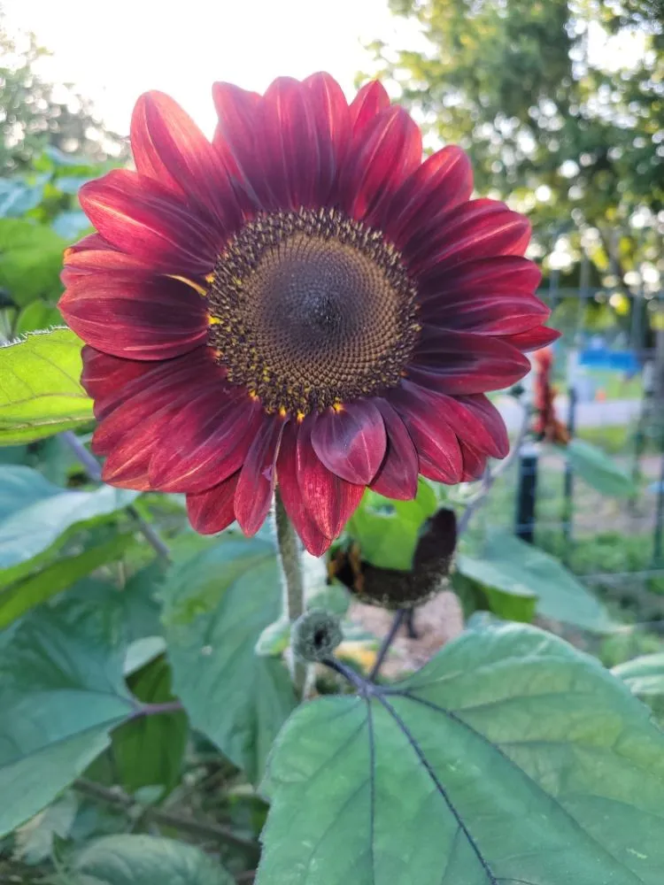 Reliable lawn mowing service in Gulf Breeze, FL - Coastal Homesteads