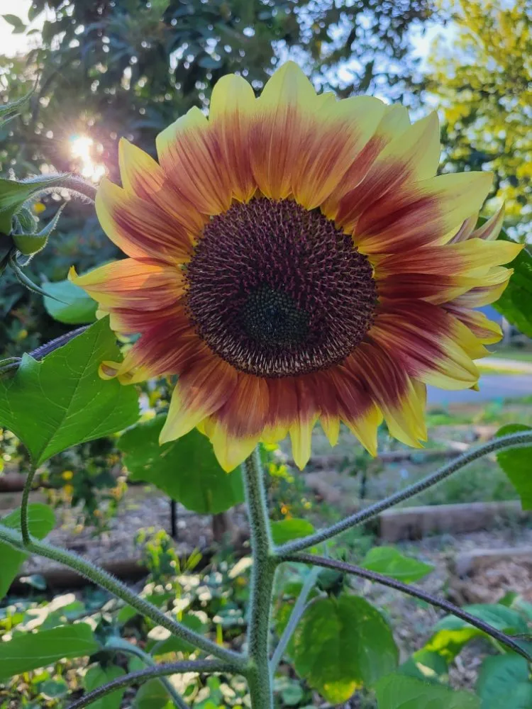 Expert lawn care service experts serving Gulf Breeze, FL - Coastal Homesteads