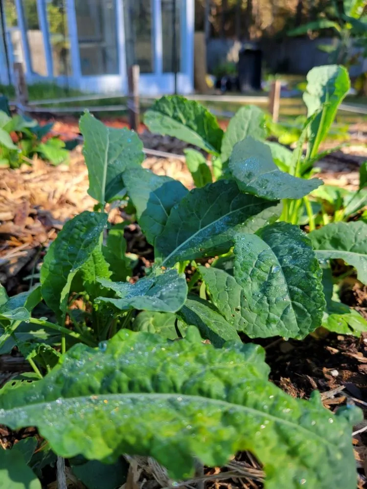 Expert landscape installation in Gulf Breeze, FL by Coastal Homesteads