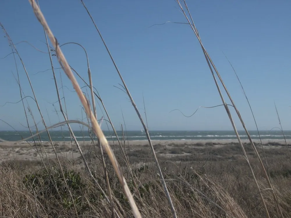 Custom garden landscaping experts serving Newport, NC - Coastal Horticulture Service