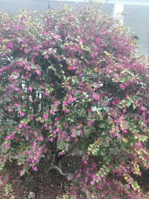 Coastal Horticulture Service Logo