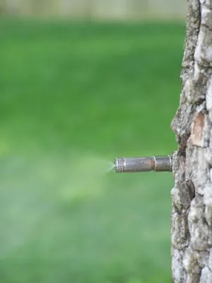 Affordable outdoor landscaping in Lehigh Acres, FL by Coastal Irrigation & Plumbing