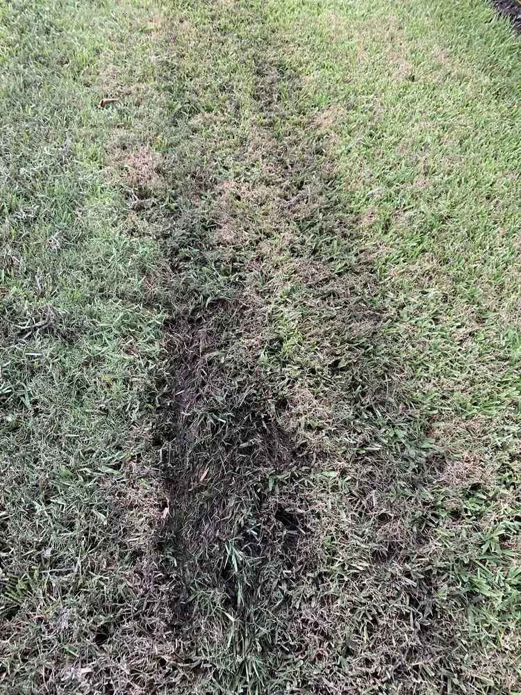 Top-rated landscape installation for beautiful yards in Brunswick, GA by Coastal Landscape & Design