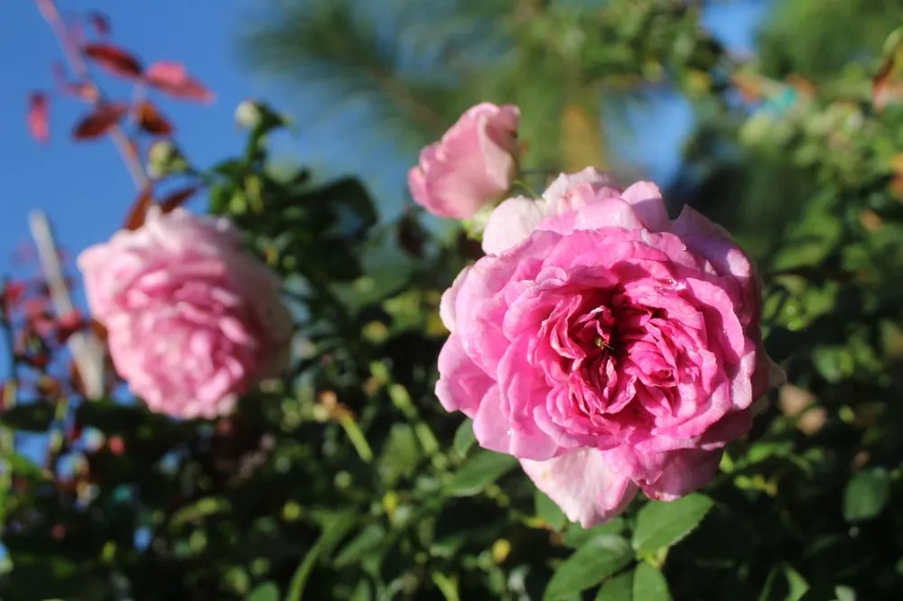 Custom garden landscaping for beautiful yards across Virginia Beach, VA - Coastal Landscapes and Nursery