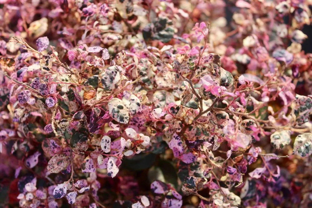 Reliable landscape design in Virginia Beach, VA - Coastal Landscapes and Nursery