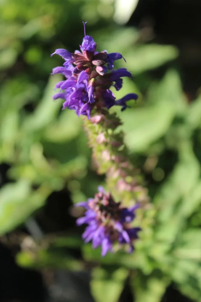 Expert landscape installation for beautiful yards across Virginia Beach, VA - Coastal Landscapes and Nursery