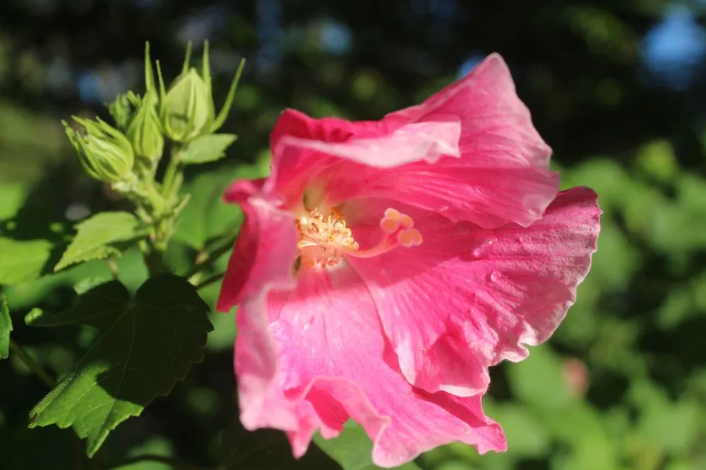 Local landscaping services in Virginia Beach, VA - Coastal Landscapes and Nursery