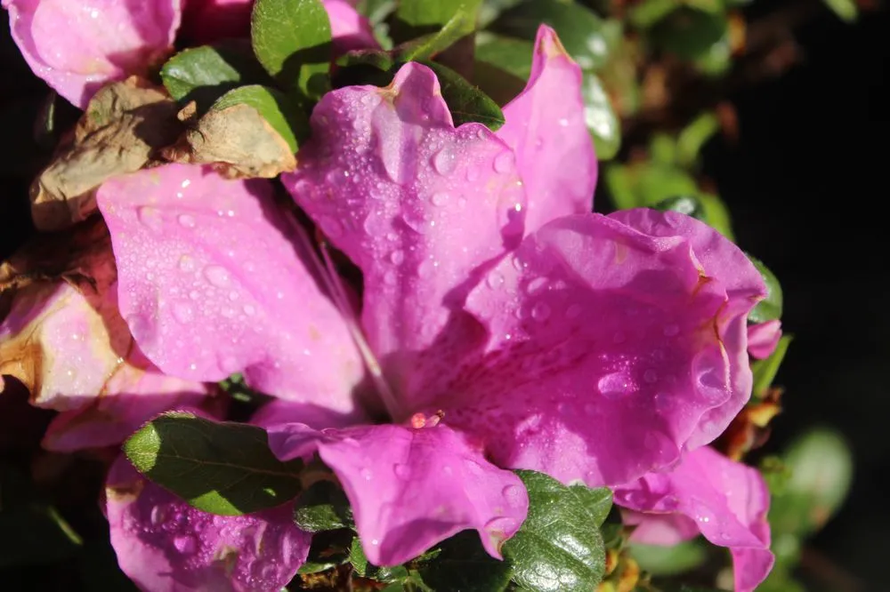 Reliable landscape design experts serving Virginia Beach, VA - Coastal Landscapes and Nursery