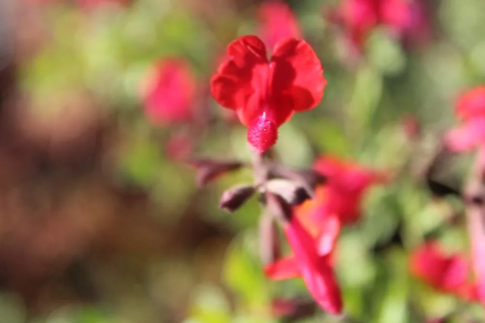 Local lawn mowing service in Virginia Beach, VA by Coastal Landscapes and Nursery