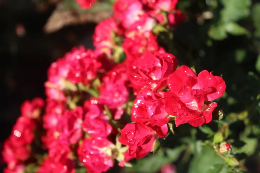 Custom landscape design in Virginia Beach, VA by Coastal Landscapes and Nursery