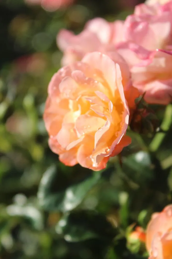 Local outdoor landscaping experts serving Virginia Beach, VA - Coastal Landscapes and Nursery