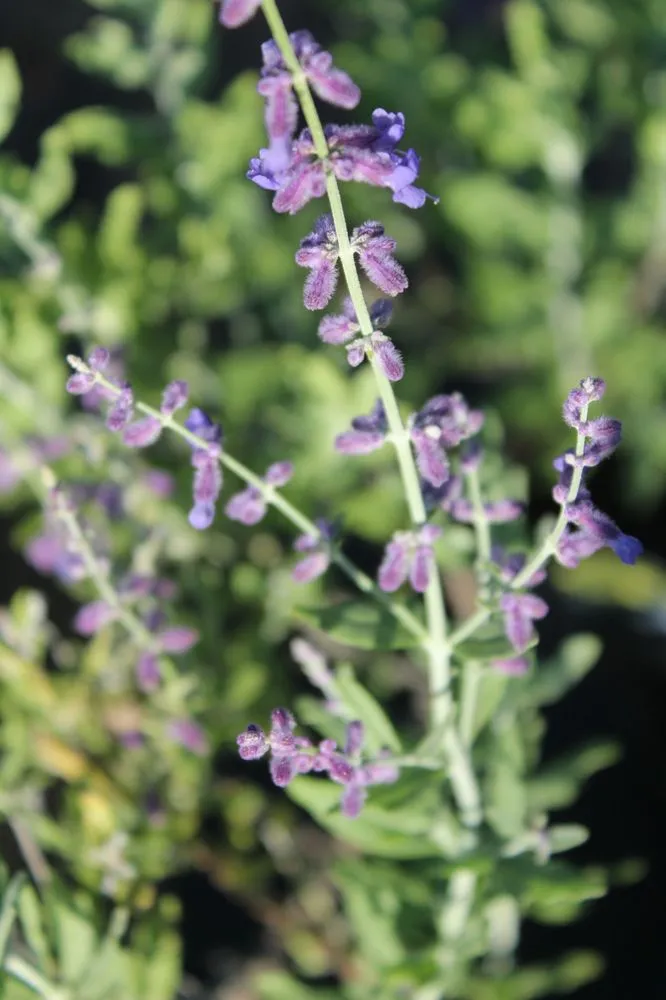 Expert lawn mowing service in Virginia Beach, VA by Coastal Landscapes and Nursery