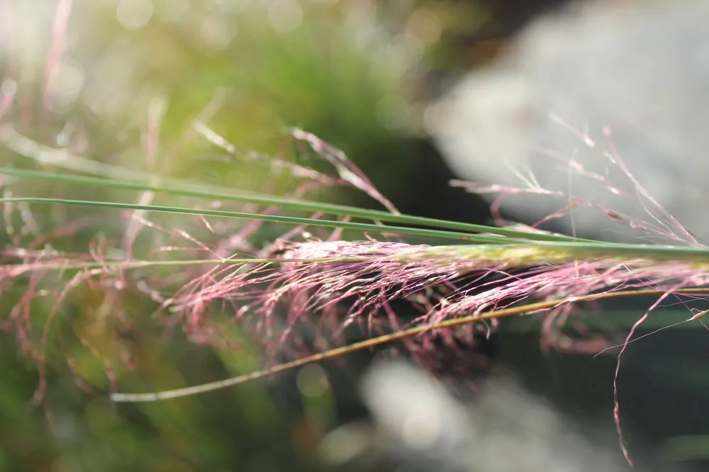 Affordable landscape design for residential properties in Virginia Beach, VA by Coastal Landscapes and Nursery