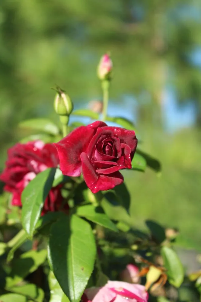 Custom yard maintenance with custom design in Virginia Beach, VA by Coastal Landscapes and Nursery