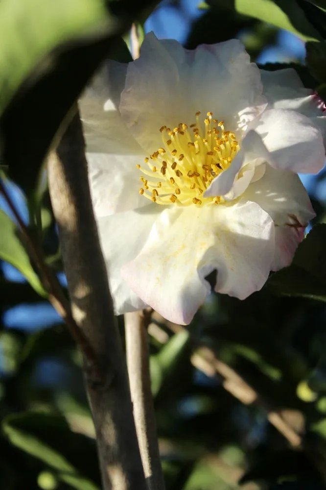 Reliable lawn care service for year-round maintenance in Virginia Beach, VA by Coastal Landscapes and Nursery