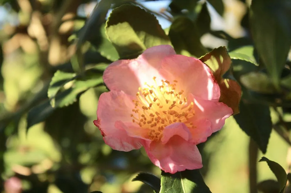 Professional landscaping services in Virginia Beach, VA by Coastal Landscapes and Nursery