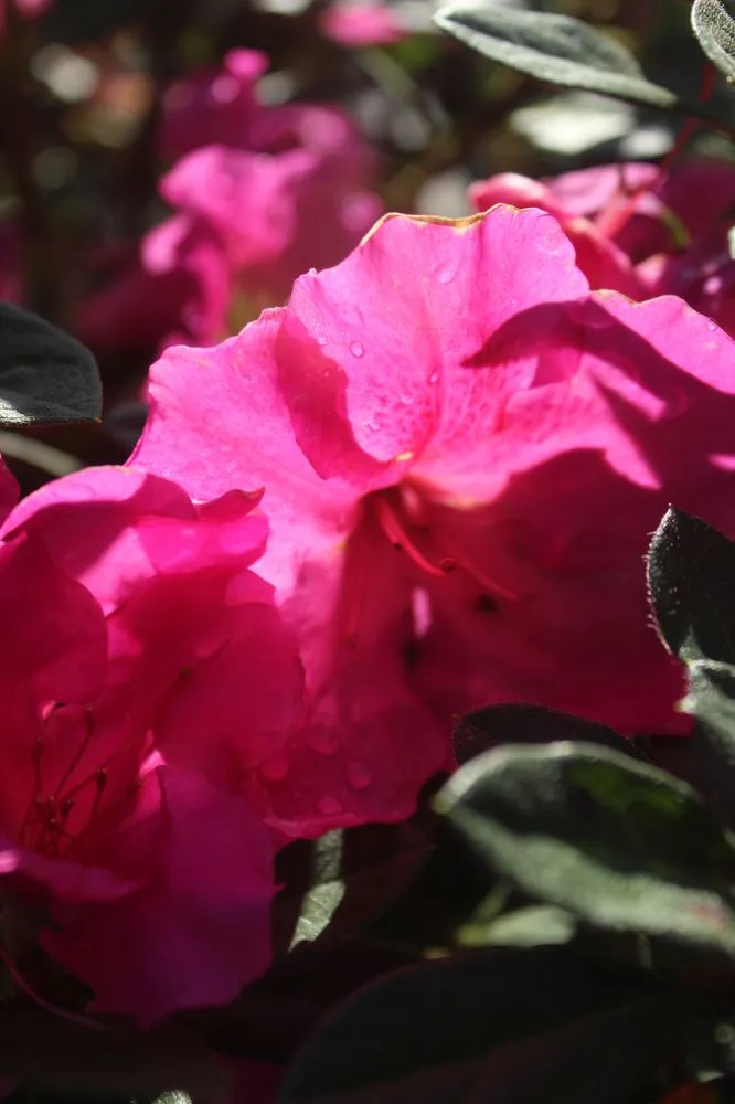 Reliable residential landscaping in Virginia Beach, VA by Coastal Landscapes and Nursery