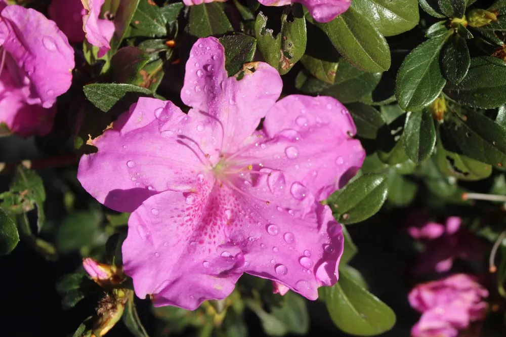 Affordable outdoor landscaping experts serving Virginia Beach, VA - Coastal Landscapes and Nursery